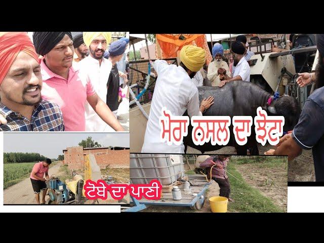 ਮੋਰਾ ਨਸਲ ਦਾ ਝੋਟਾ  ਪਿੰਡ ਵਿੱਚ ਛੱਡਿਆ /  dalvir mahal 735