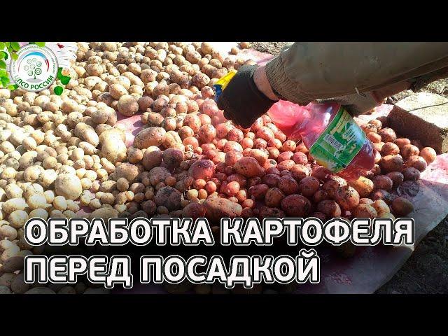 Обработка клубней перед посадкой. Химические и народные способы обработки картофеля.