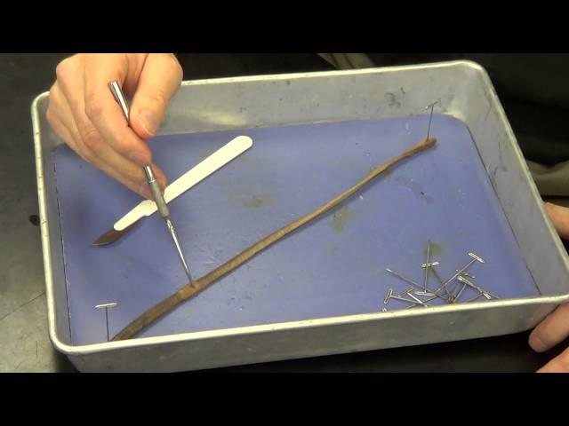 Earthworm Dissection