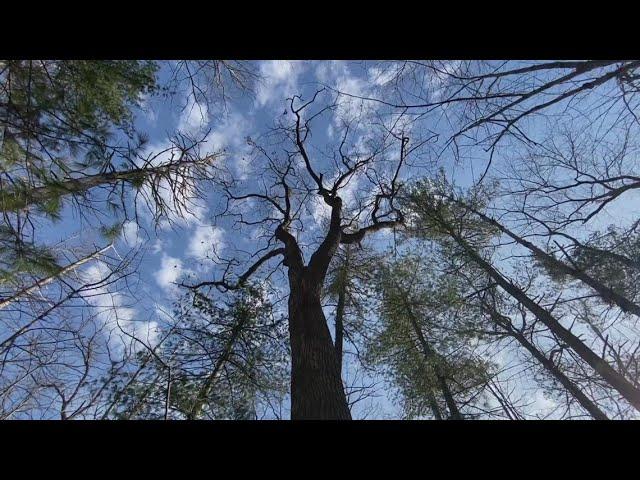 Warmer winters in Maine brought by climate change could spell disaster for loggers