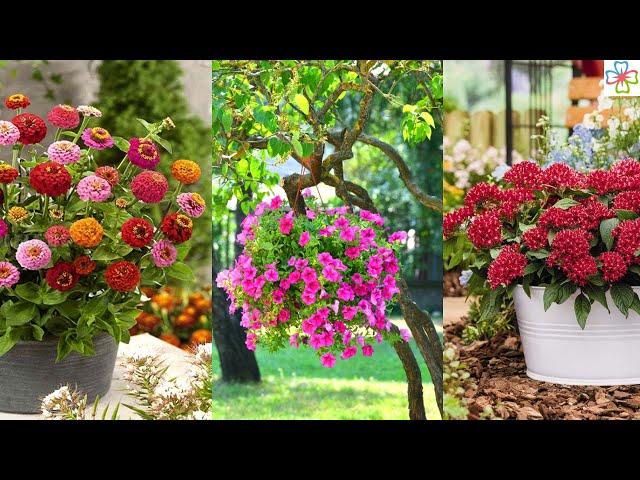 10 Low Maintenance Flowers that Tolerate High Temperatures and Heat