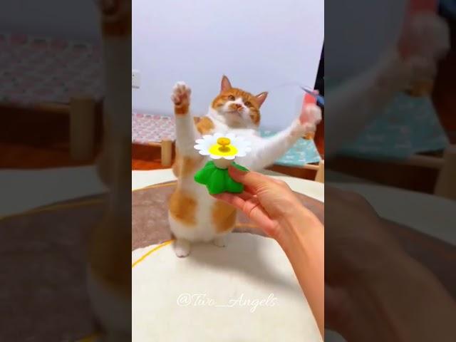 #cute #funny #ca#catmeow #trendingshorts #trending #viralvideo #newviral #catmeowing #catplaying