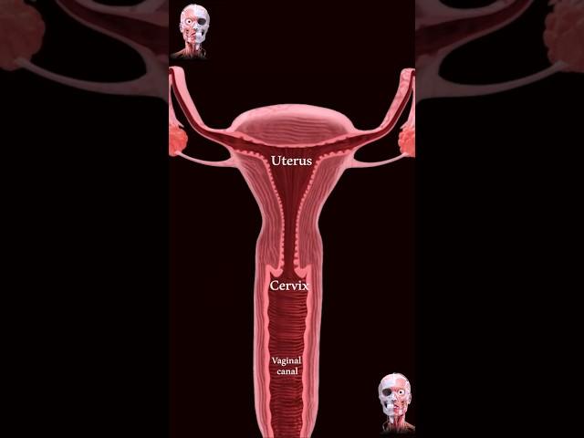 The female reproductive system uterus, fallopian tubes, and ovaries ️