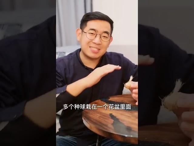 藏红花丝很贵，藏红花种球却很便宜，自己在家就可以种#养花 #藏红花
