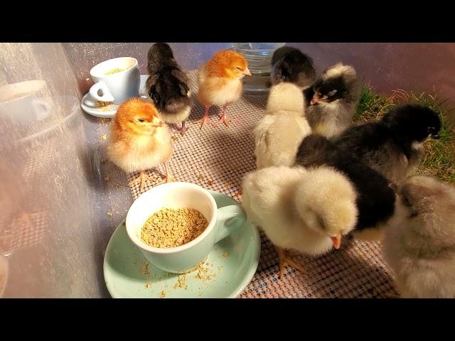 How to Set up a Chick Brooder