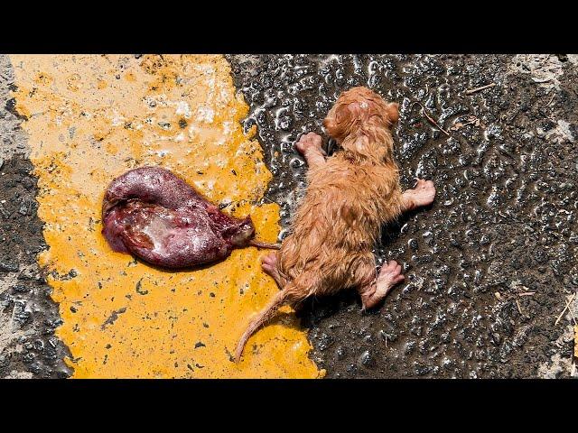 Newborn Kitten Found Abandoned in a Crowded Area – Heartwarming Rescue