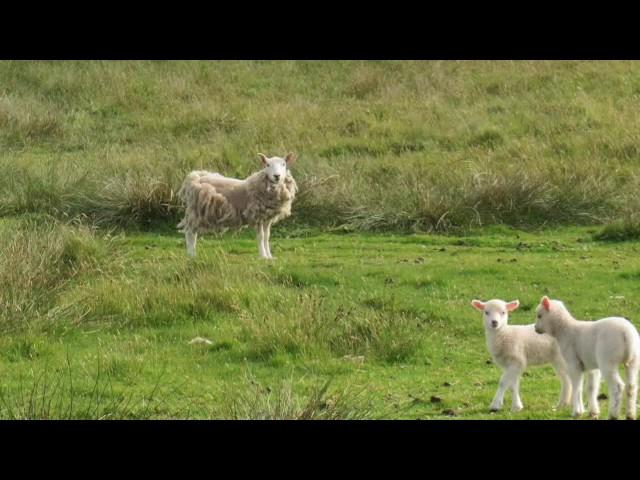 Shetland Tweed Research Project