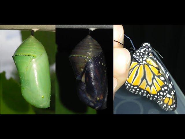 Monarch butterfly coming out of the chrysalis in my hand