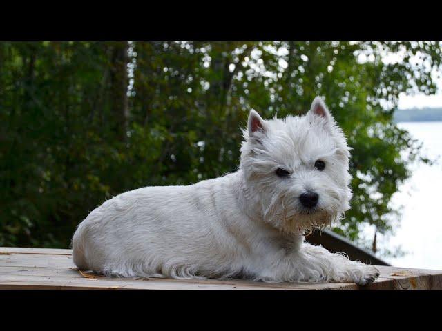 How to Choose the Best Toys for Your West Highland White Terrier