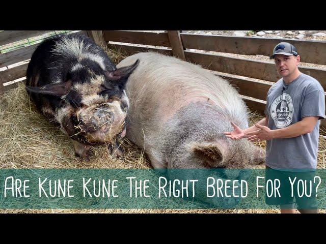 Pros and Cons of Raising Kune Kune Pigs