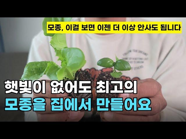 131.햇빛이 부족한 가정에서도 완벽한 모종을 쉽게 만들 수 있는 간단한 방법입니다