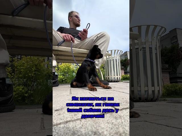 Перші кроки соціалізації цуцика. Перші кроки #puppy #цуценя