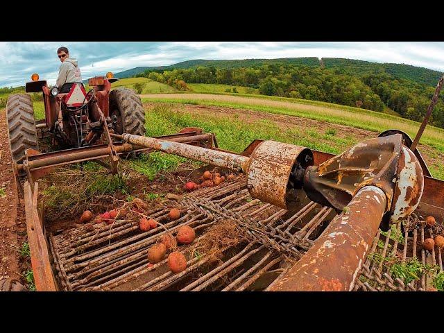 A Great Day In The Potato Field