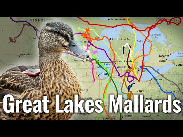 Mallard Movement in the Great Lakes: What Duck Hunters Need To Know