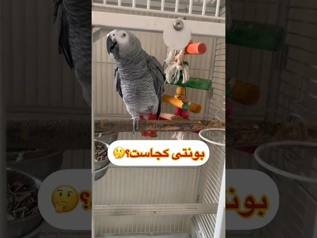 آهنگ عاشق منه از فتانه رو میخونه️#parrot #budgie #birds