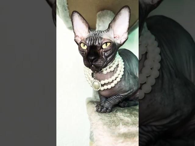 Лысая кошка сфинкс Sphynx cat готовится спать