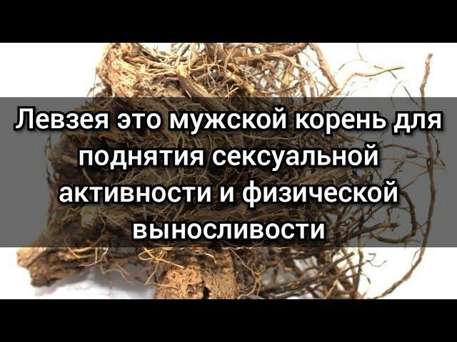 Левзея купить: алтийский маралий корень дающий сексуальную активность и выносливость