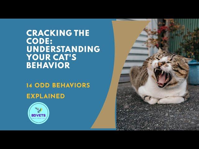 Decoding Feline Mysteries: 14 Odd Cat Behaviors Explained! 