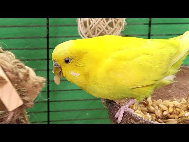 7 hours of budgie sounds for lonely birds