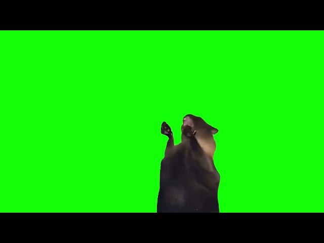 Green Screen Screaming Cat Meme