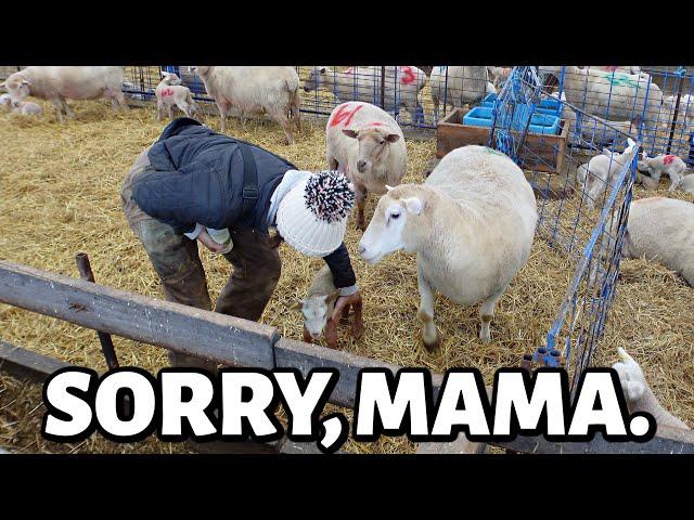 I love ewe, I'm sorry.  ...taking away mama's babies, and I hate it.  ~ VLOGMAS 2024 (8)