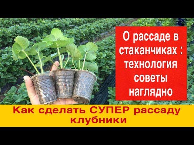 Как сделать СУПЕР рассаду клубники