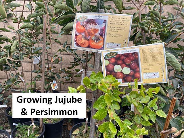 Growing Jujube & Persimmon