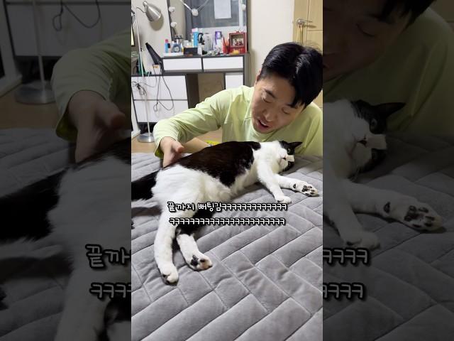 온열매트 점령한 고양이