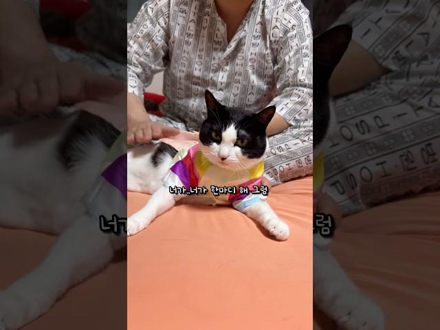 새해 덕담 해주는 고양이