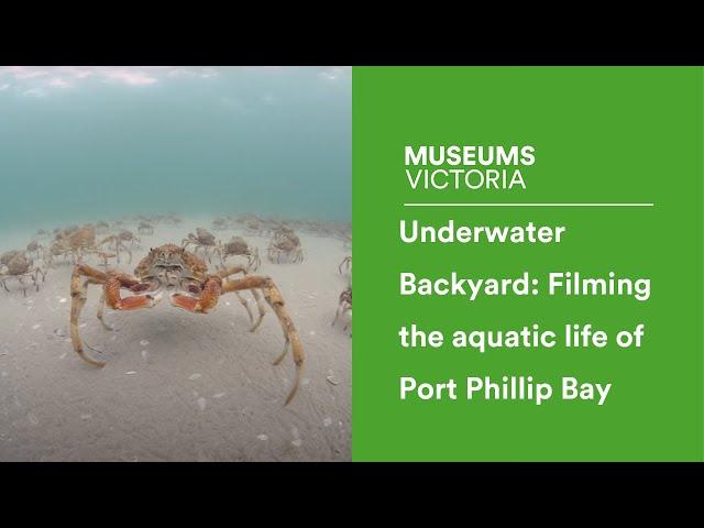 Underwater Backyard: Filming the aquatic life of Port Phillip Bay