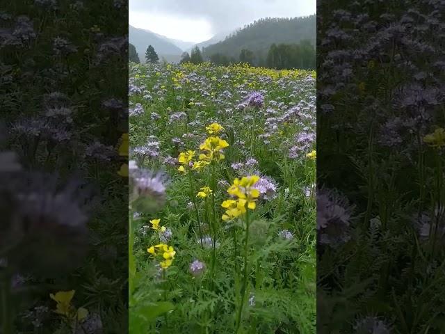 Жизнь на пасеке. перестал боятся пчел