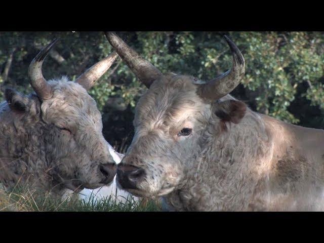 The Wild Cattle of Chillingham