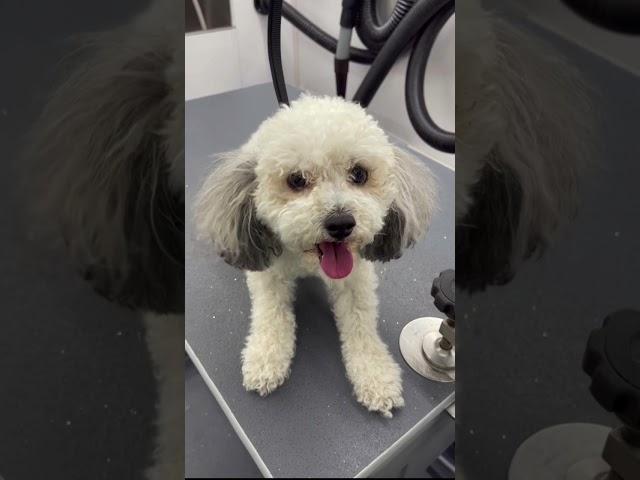 Little Dog Suffers from Separation Anxiety | Maltipoo Gets Nervous When Getting Groomed