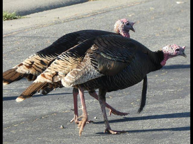 Wild Turkeys in Folsom, California