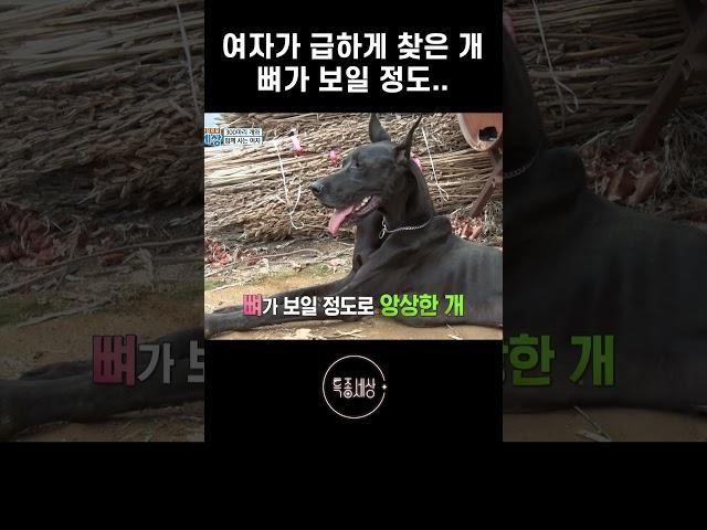 개를 돌보는 여자가 급히 찾아간 곳에는 #shorts