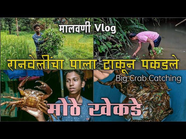 रानवेलींचा पाला टाकून पकडले मोठे मोठे खेकडे | Mud Crab Catching in kokan | खूनीत सापडले मोठे खेकडे