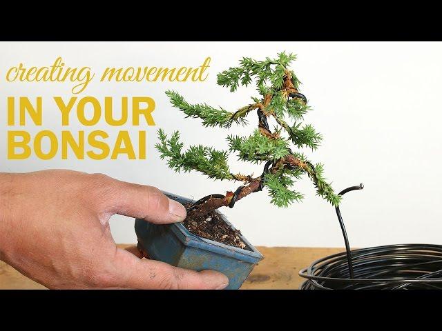 How to Create a Bonsai with Movement : Wiring a bonsai tree trunk