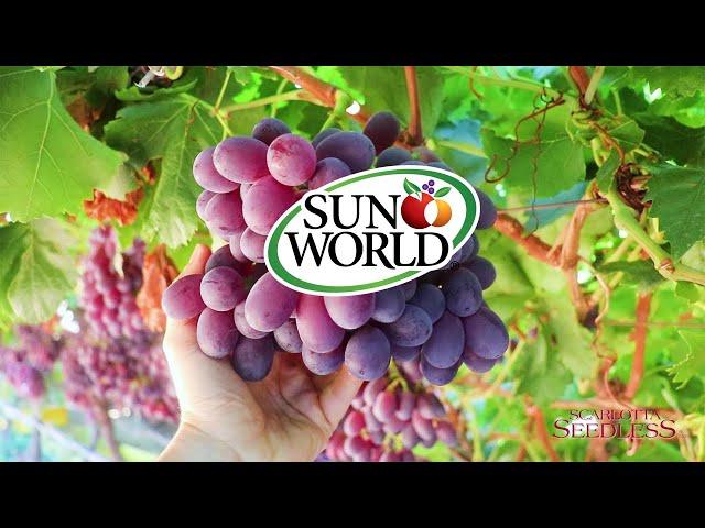 Introducing Sun World's Highly Successful, Widely Appealing Table Grape Brands