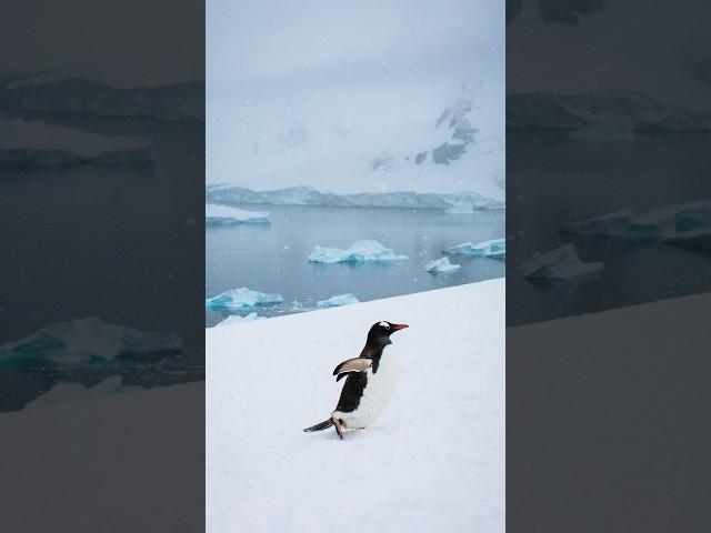 My Wildlife Photos Day 10: Antartica Penguin