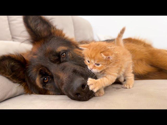 KITTEN and Dog Become INSEPARABLE Friends!