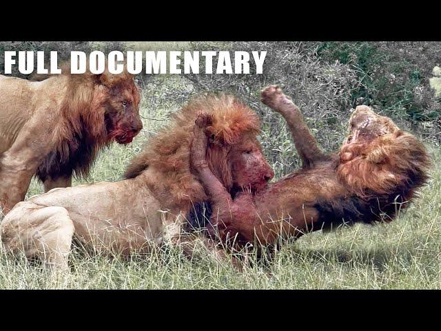 Most Ruthless Lion Fight To Last Breath Gives You Chills | Nature Animal Documentary