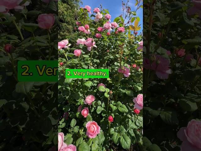 David Austin rose Queen of Sweden. Why is this rose one of the best choices for your garden? #garden