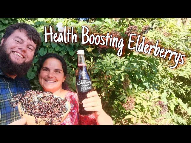 How To Harvest & Make Elderberry Syrup From Fresh Berry's & Why You'd Want To 