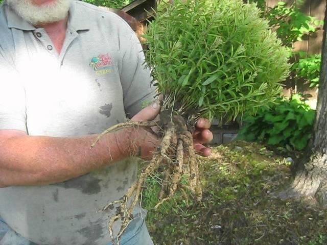 Butterfly Milkweed Roots  at Ion Exchange, Inc.