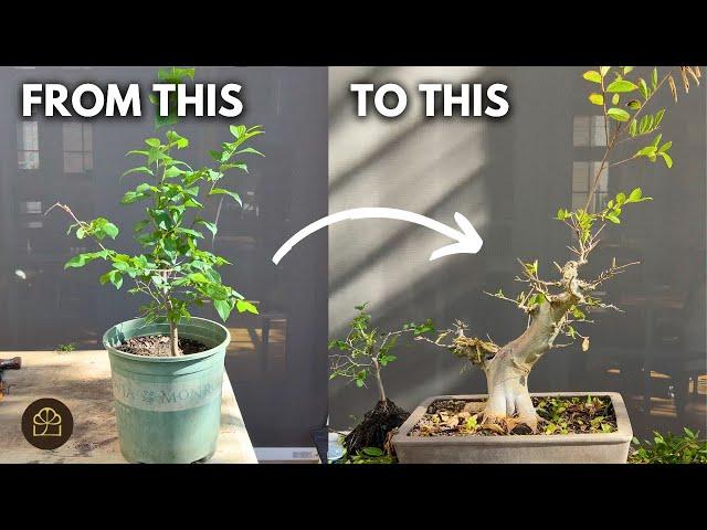 How I Grew this Chinese Hackberry Bonsai from a Seedling