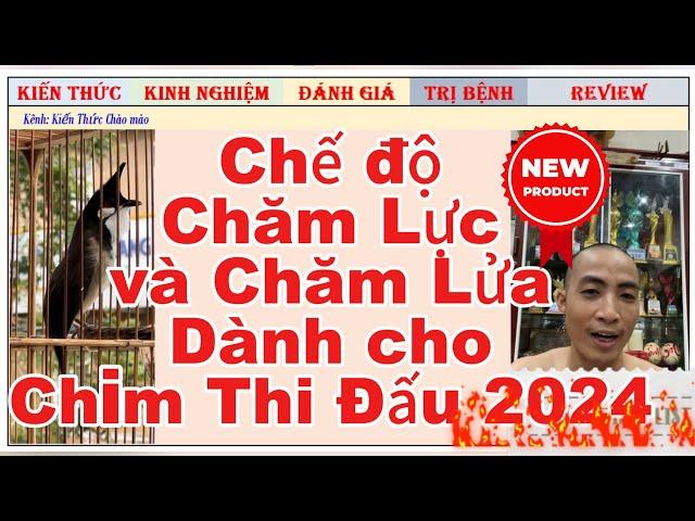 Chế độ chăm Lực và chăm Lửa cho chào mào Thi Đấu 2024-2025//Nhất Tiến Lập