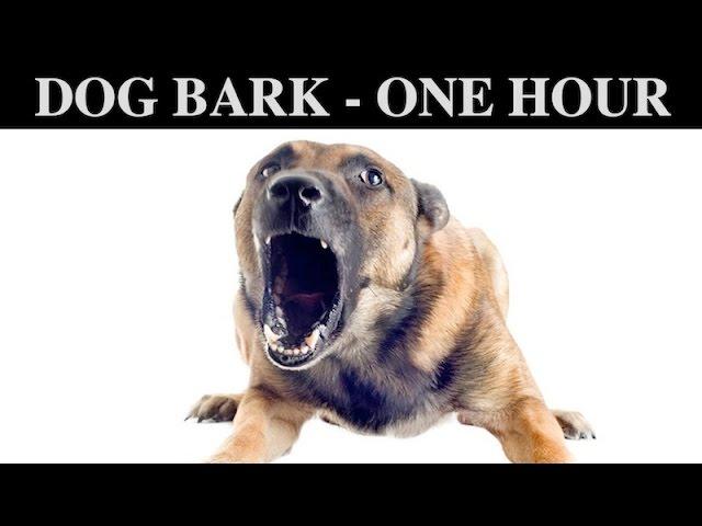 Sound Effects Of Dog Barking | ONE HOUR | BARK | GROWLING | CRY | PUPPY | WHINING | HQ