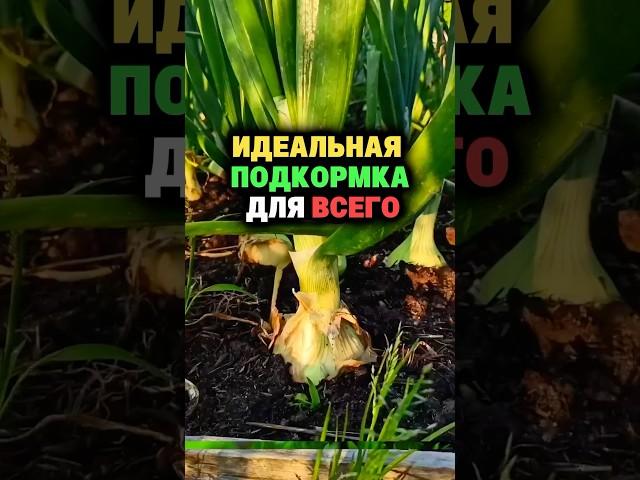 Идеальная подкормка для всего #дача #секреты #огород #сад #урожай #удобрение