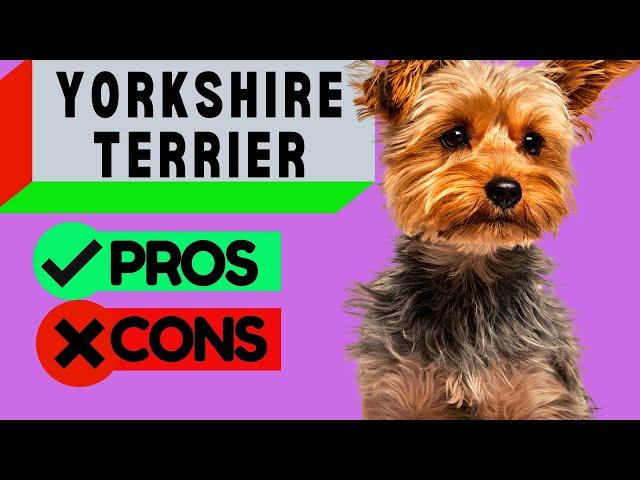 Yorkshire Terrier Pros and Cons / Should You Get One?