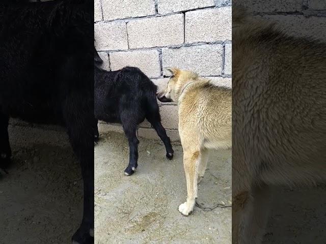 Dog and goat #animals #pigeon #bird #animal #pigeonbird #love #pigeonlove #dog#goat